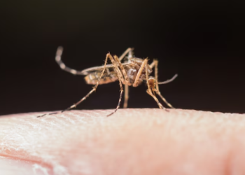 4 personas fueron hospitalizadas por dengue, reporta Secretaría de Salud