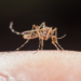 4 personas fueron hospitalizadas por dengue, reporta Secretaría de Salud