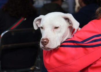 Paola Angón supervisa jornada de esterilización en Zerezotla