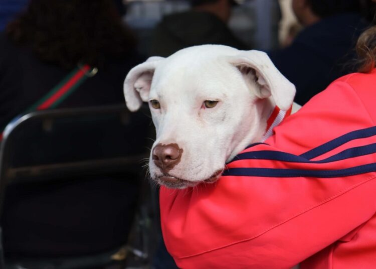Paola Angón supervisa jornada de esterilización en Zerezotla