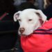 Paola Angón supervisa jornada de esterilización en Zerezotla