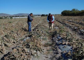 Helada ocasiona afectaciones en 520 hectáreas de cultivos: SDR