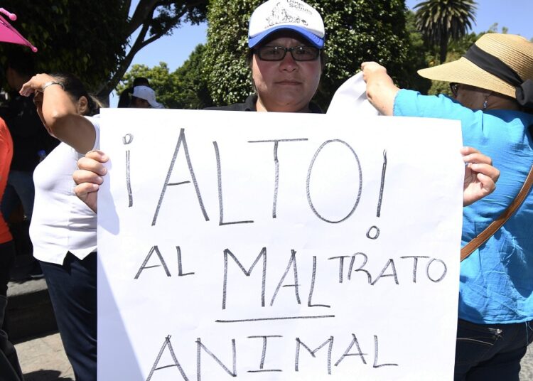 Exigen prohibir espectáculos de maltrato animal