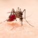 Reportan 5 contagios de dengue en últimas 24 horas