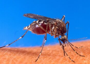 Reportan 7 casos de dengue en últimas 24 horas