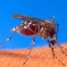 Reportan 7 casos de dengue en últimas 24 horas