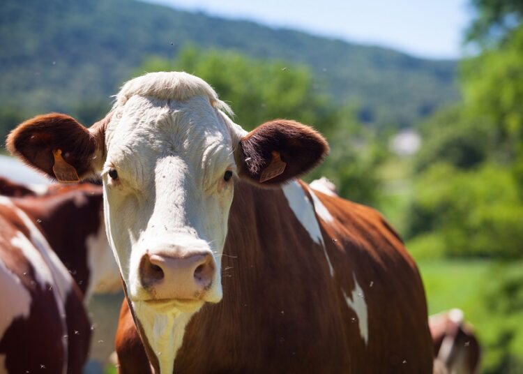 Gobierno inicia inspecciones para mantener certificación sanitaria bovina