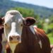 Gobierno inicia inspecciones para mantener certificación sanitaria bovina