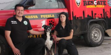 Unidad de Rescate y Soporte Vital Animal solicita apoyo de ciudadanía