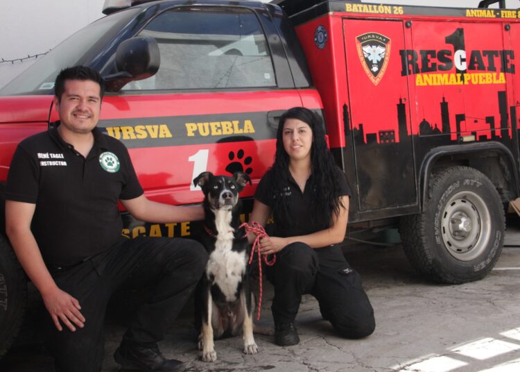 Unidad de Rescate y Soporte Vital Animal solicita apoyo de ciudadanía