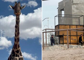 Personal de Africam Safari ya está en Ciudad Juárez para traer a Benito