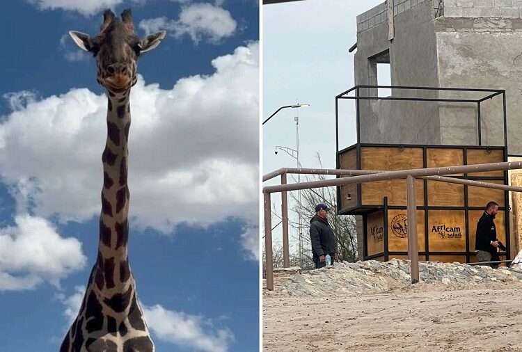 Personal de Africam Safari ya está en Ciudad Juárez para traer a Benito