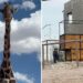 Personal de Africam Safari ya está en Ciudad Juárez para traer a Benito