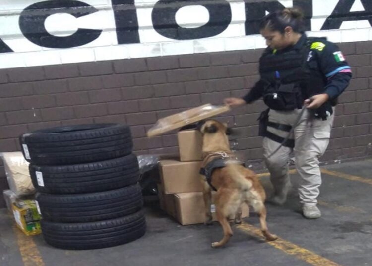 Unidad canina asegura 3 kilos de droga, hay un detenido