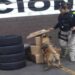 Unidad canina asegura 3 kilos de droga, hay un detenido