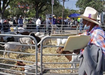 Anuncian apertura de ventanillas para programas del campo