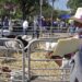 Anuncian apertura de ventanillas para programas del campo