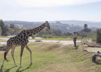 Benito vino a darle nombre a los rescates que hace Africam Safari: Frank Camacho