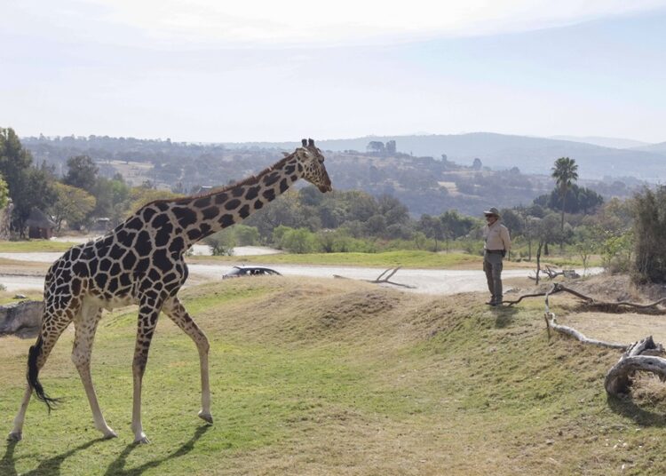 Benito vino a darle nombre a los rescates que hace Africam Safari: Frank Camacho