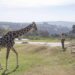 Benito vino a darle nombre a los rescates que hace Africam Safari: Frank Camacho