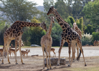 VIDEO: Benito conoce su nueva familia de jirafas en  Africam Safari