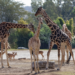 VIDEO: Benito conoce su nueva familia de jirafas en Africam Safari