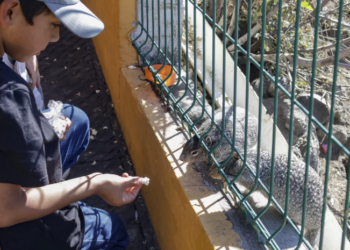 Así impacta plaga de ardillas en la zona arqueológica de Cholula