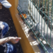 Así impacta plaga de ardillas en la zona arqueológica de Cholula