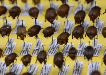 El estudio de insectos como indicadores ambientales