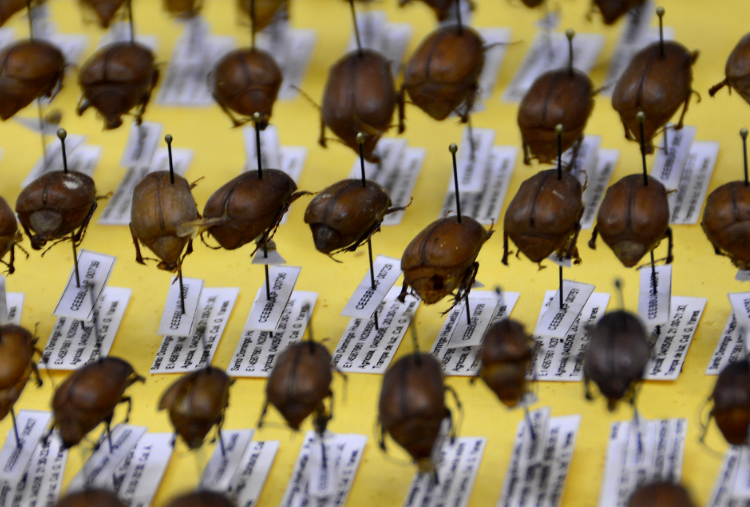 El estudio de insectos como indicadores ambientales