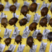 El estudio de insectos como indicadores ambientales