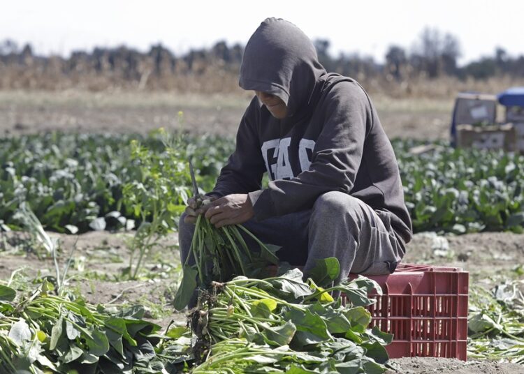Se vislumbran expectativas positivas para sector agropecuario en 2024