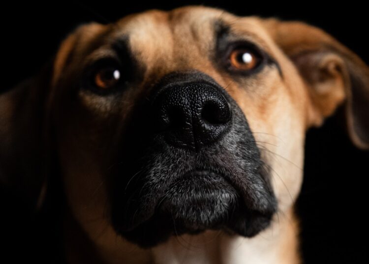 Corea del Sur prohíbe consumo de carne de perro