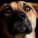 Corea del Sur prohíbe consumo de carne de perro
