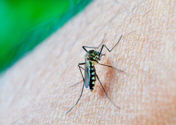 Registra Salud una persona hospitalizada por dengue