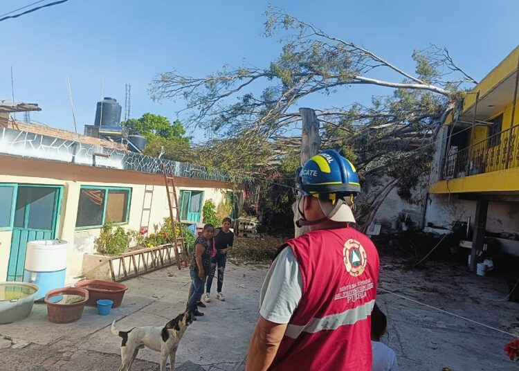 Rachas de viento han derribado 27 árboles en todo el estado