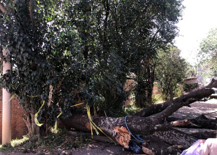 Fuertes vientos derriban árboles y espectaculares en San Pedro Cholula