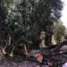 Fuertes vientos derriban árboles y espectaculares en San Pedro Cholula