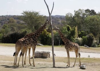Benito repunta turismo en zona de Totimehuacán
