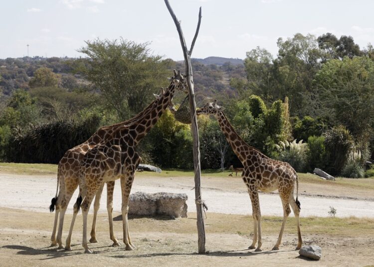 Benito repunta turismo en zona de Totimehuacán