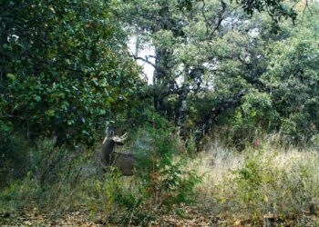 Cámaras trampa captan especies de difícil observación en su hábitat natural