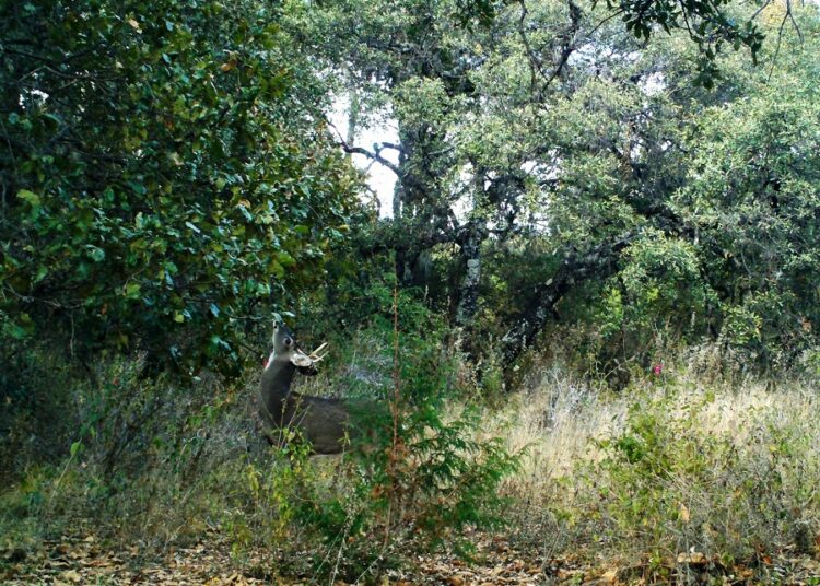 Cámaras trampa captan especies de difícil observación en su hábitat natural