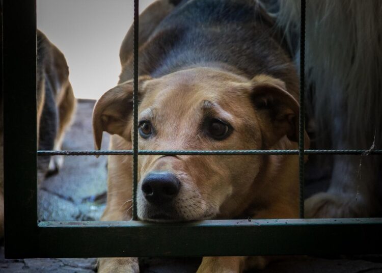 Aprueban reformas para castigar la zoofilia en Puebla