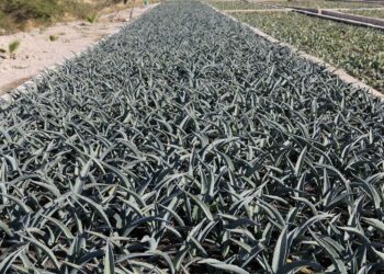Céspedes pide a migrantes invertir remesas en siembra de agave mezcalero