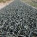 Céspedes pide a migrantes invertir remesas en siembra de agave mezcalero