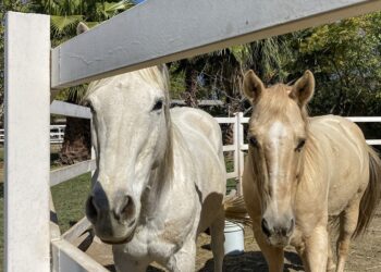 Asociaciones defensoras de animales buscarán que zoofilia sea delito en todo el país
