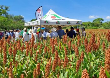 Gobierno estatal presenta rendimiento de producción de sorgo 2023