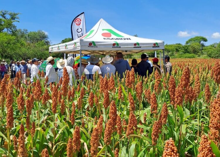 Gobierno estatal presenta rendimiento de producción de sorgo 2023