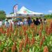 Gobierno estatal presenta rendimiento de producción de sorgo 2023