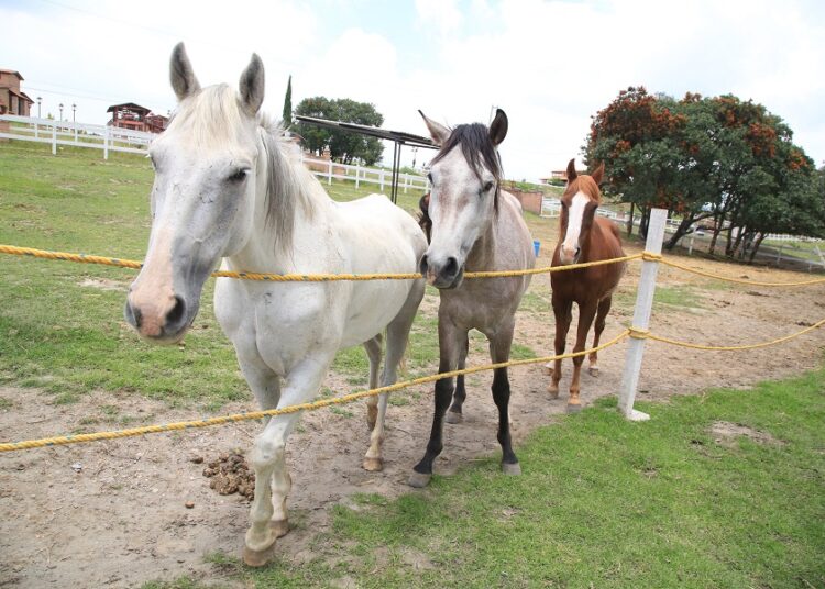 Gobierno resguardará a animales rescatados por Cuacolandia